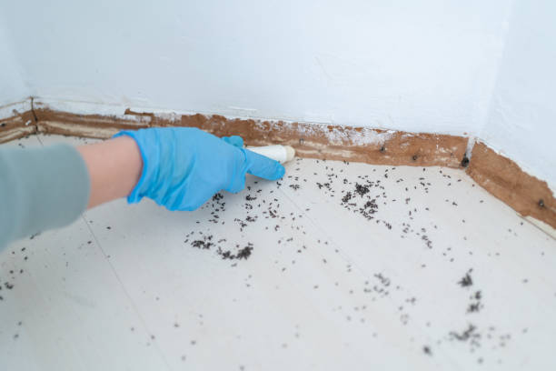 Best Cockroach Control Services  in Sachse, TX